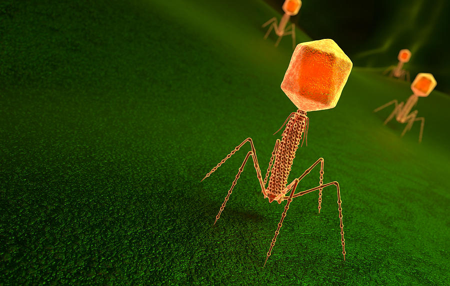 Bacteriophage virus particle on bacteria surface Photograph by iLexx