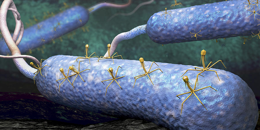 Bacteriophages infecting bacteria, illustration Drawing by Christoph Burgstedt/science Photo Library