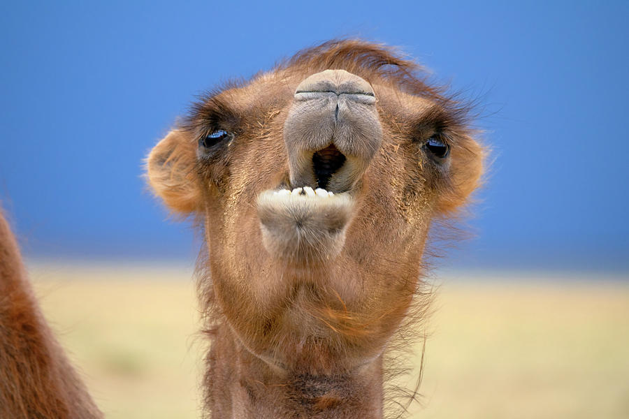 Bactrian camel portrait in desert Photograph by Mikhail Kokhanchikov