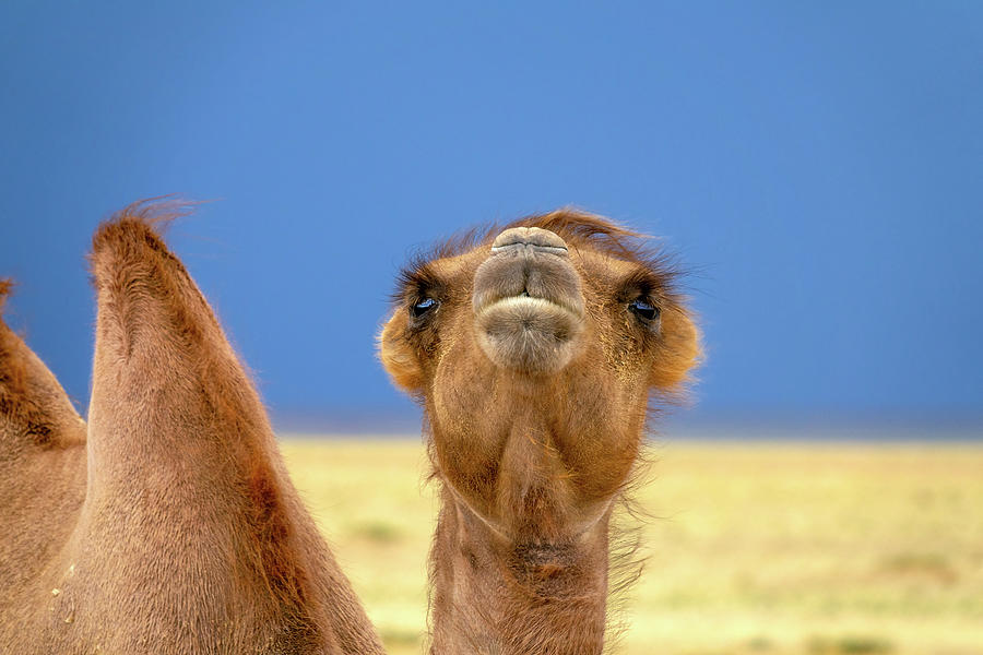 Bactrian camel portrait in steppe Photograph by Mikhail Kokhanchikov