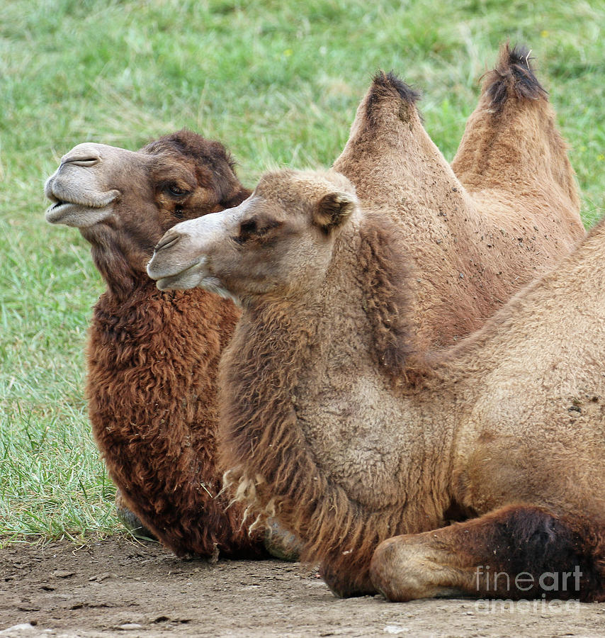 Bactrian Camels 2731 Photograph by Jack Schultz