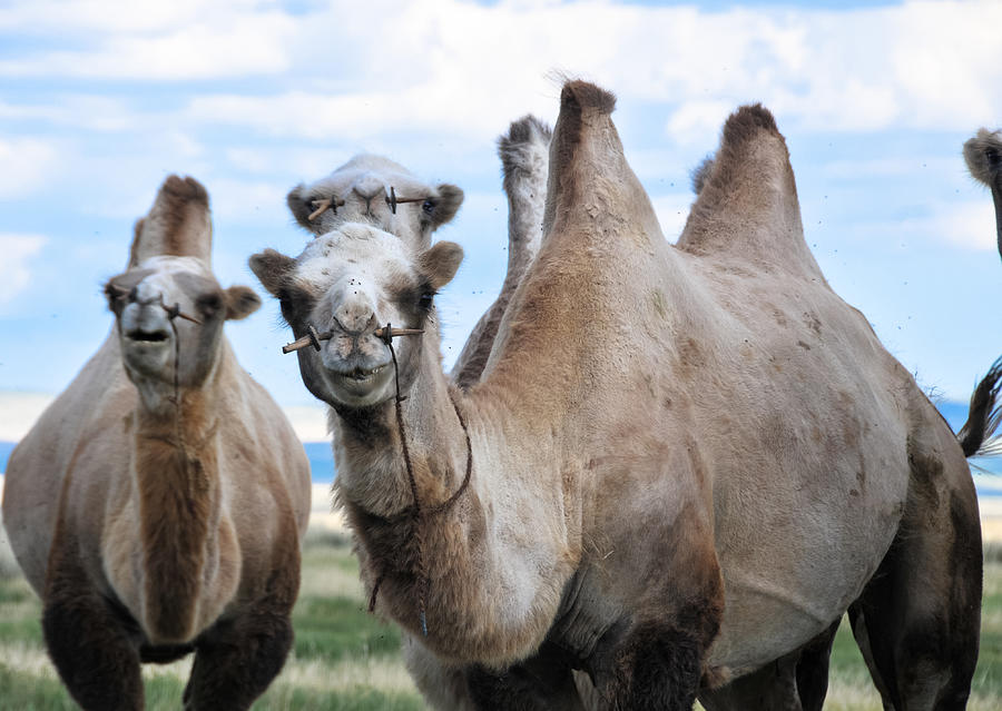 Bactrian camels Photograph by Gml