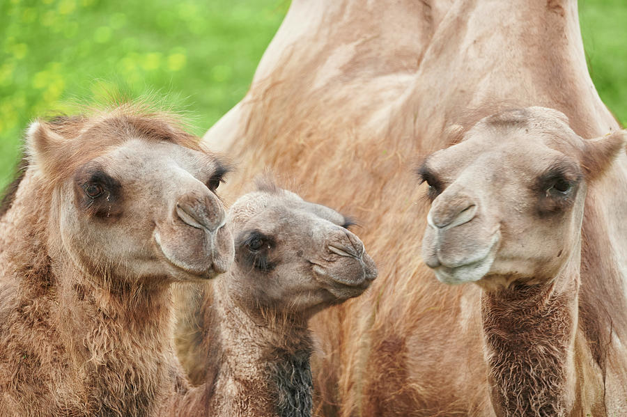 Bactrian camels Photograph by Jim Hughes