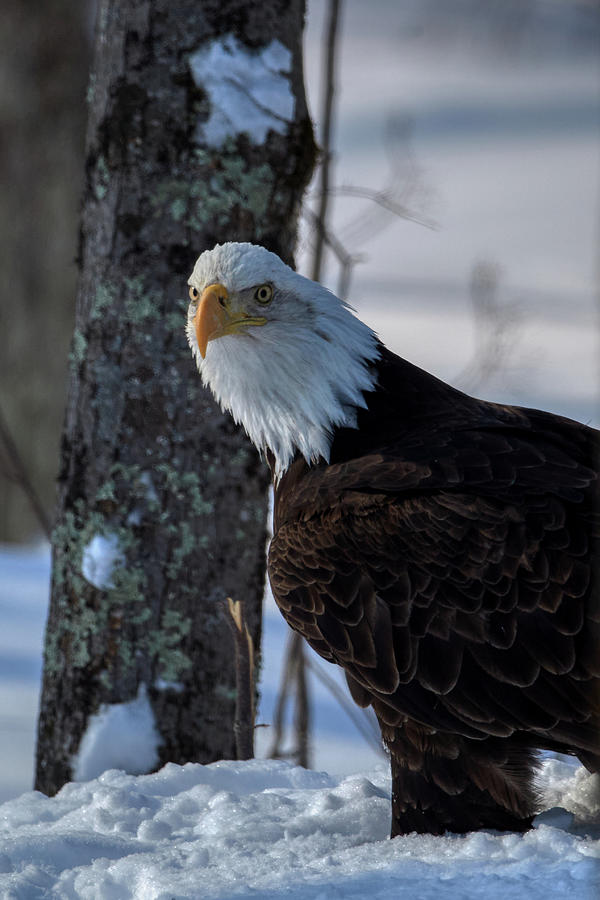Bad Ass Eagle Photograph by Paul Freidlund