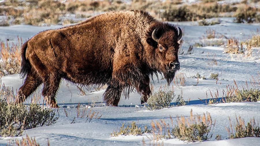 Bad Boy of the Tetons Photograph by Marcy Wielfaert