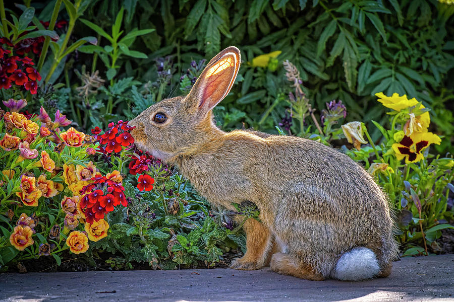 Bad Bunny Photograph by Fred J Lord