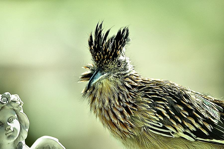 Roadrunner Photograph - Bad Hair Day  by Frederick Redelius