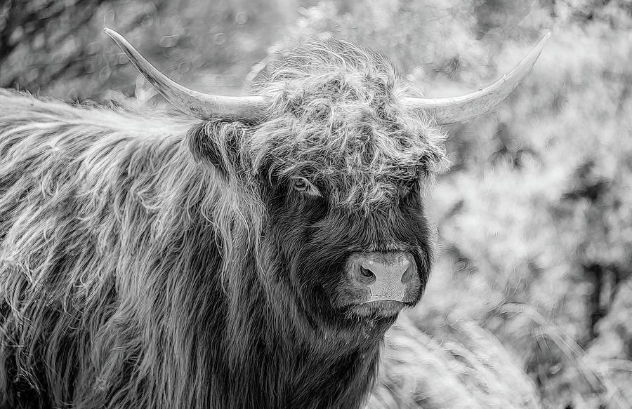 Bad Hair Day in the Pasture Photograph by Marcy Wielfaert