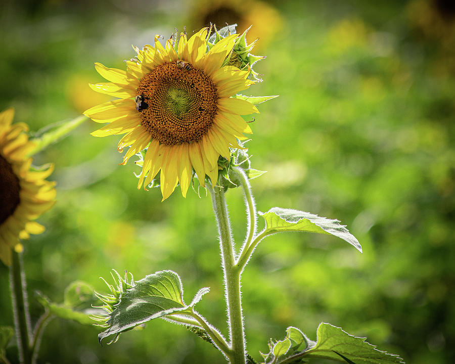 Nature Photograph - Bad Hair Day Sunflower by Randy Bayne