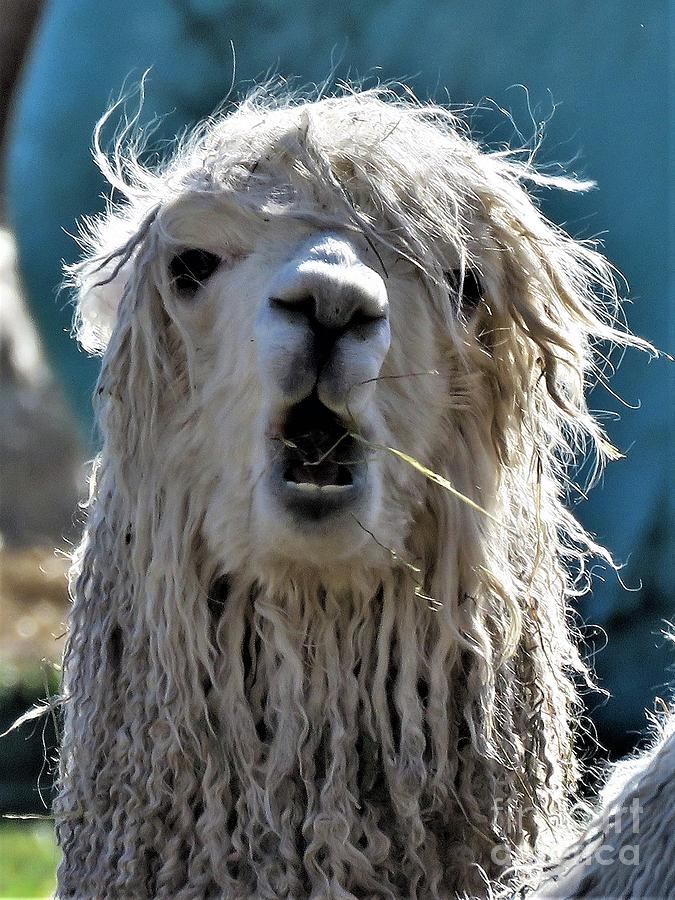 Bad Hair Day Photograph by Tim Conway - Pixels
