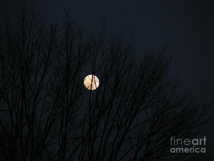 Bad Moon Arising  Photograph by Deborah A Andreas