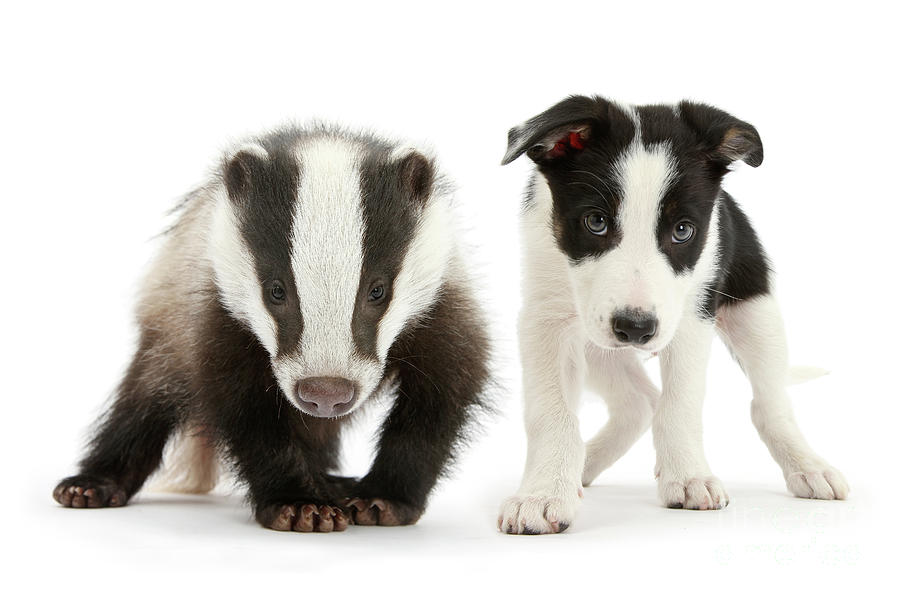 Badger and Bodger Photograph by Warren Photographic