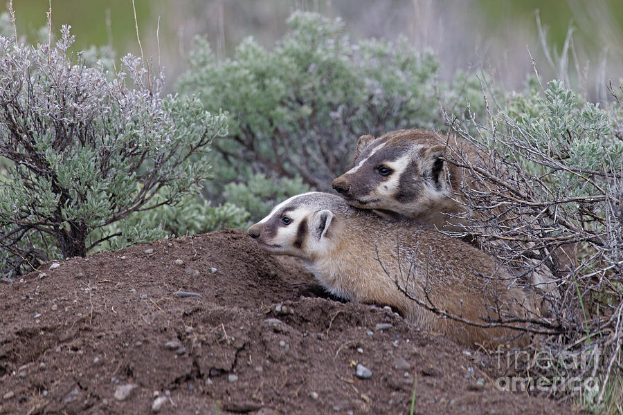 Badger and Pup in Yellowstone Photograph by Natural Focal Point Photography