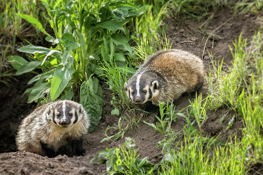 Badger Cubs in Front of Their Den at Yellowstone Photograph by Belinda Greb