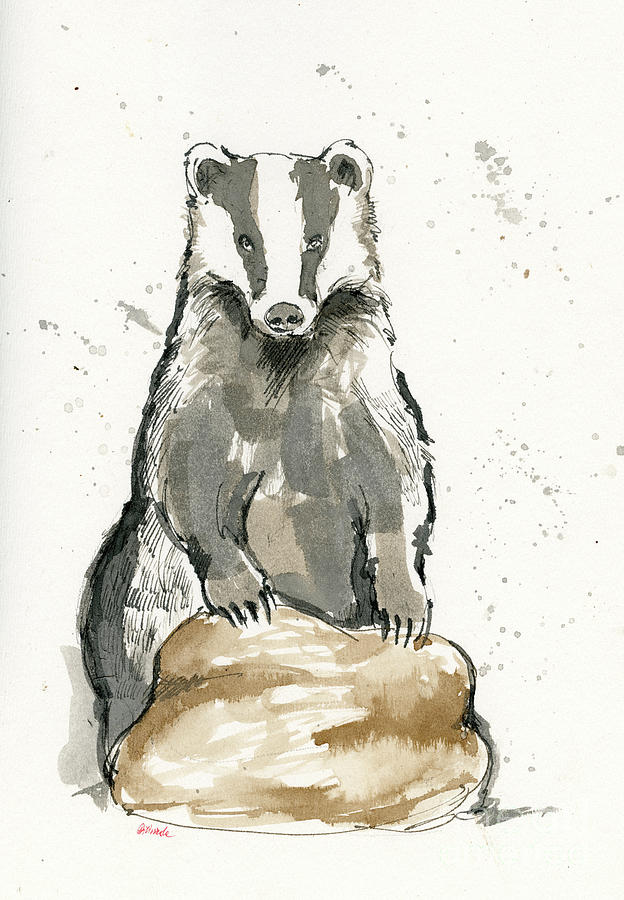 Badger drawing Drawing by Ang El
