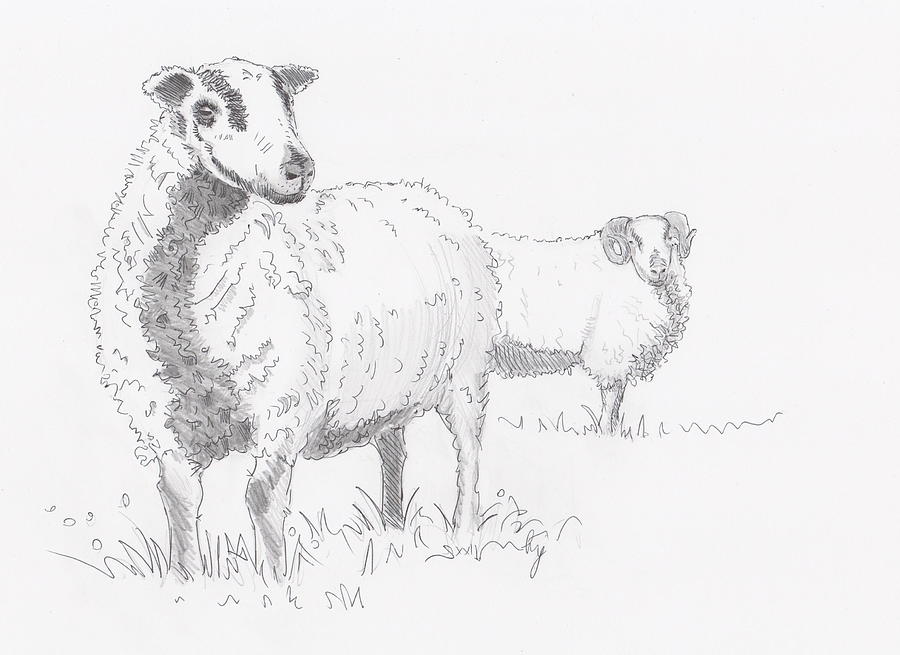 Badger face Welsh mountain sheep drawing Drawing by Mike Jory