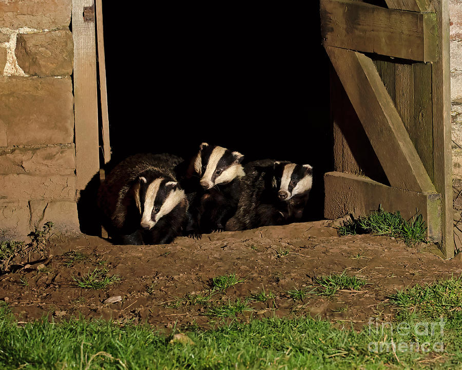 Badger family in an old barn Photograph by Louise Heusinkveld