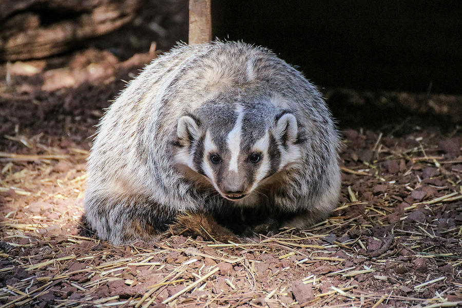 Badger Grin Photograph by Dawn Richards