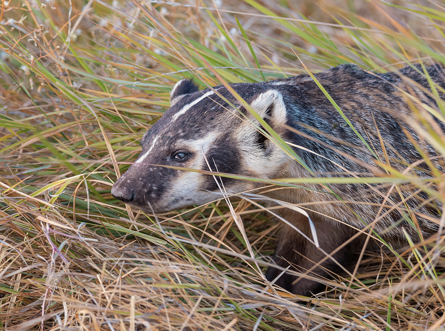 Badger in the Grass Photograph by Loree Johnson