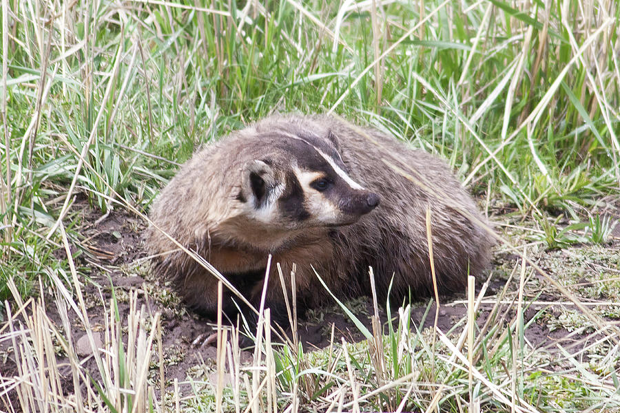 Badger in Yellowstone National Park Photograph by Natural Focal Point Photography