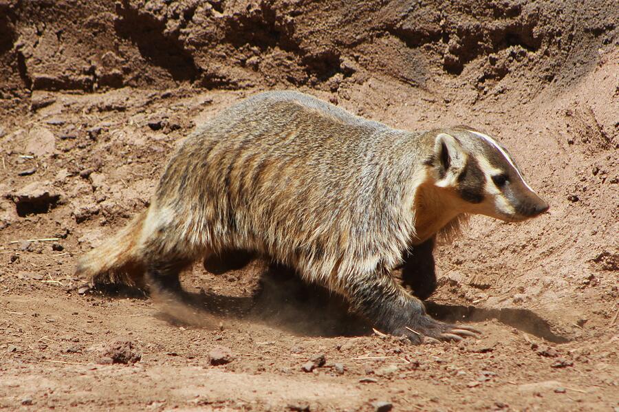Wildlife Photograph - Badger on the Move by Brittney Powers