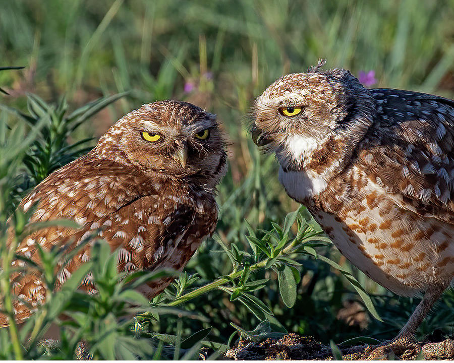 Badgered Burrowing Owl Photograph by Lowell Monke