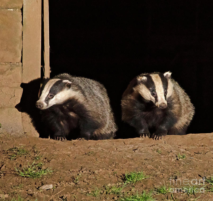 Badgers in an old barn Photograph by Louise Heusinkveld