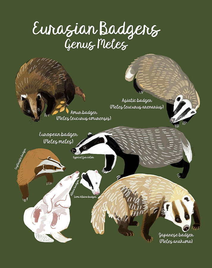 Badgers Meles Genus Poster Poster summer Painting by Colin Dean - Fine ...