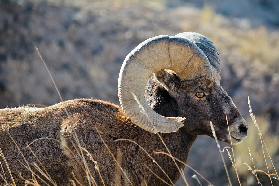 Badlands Bighorn Sheep Photograph by Kyle Hanson