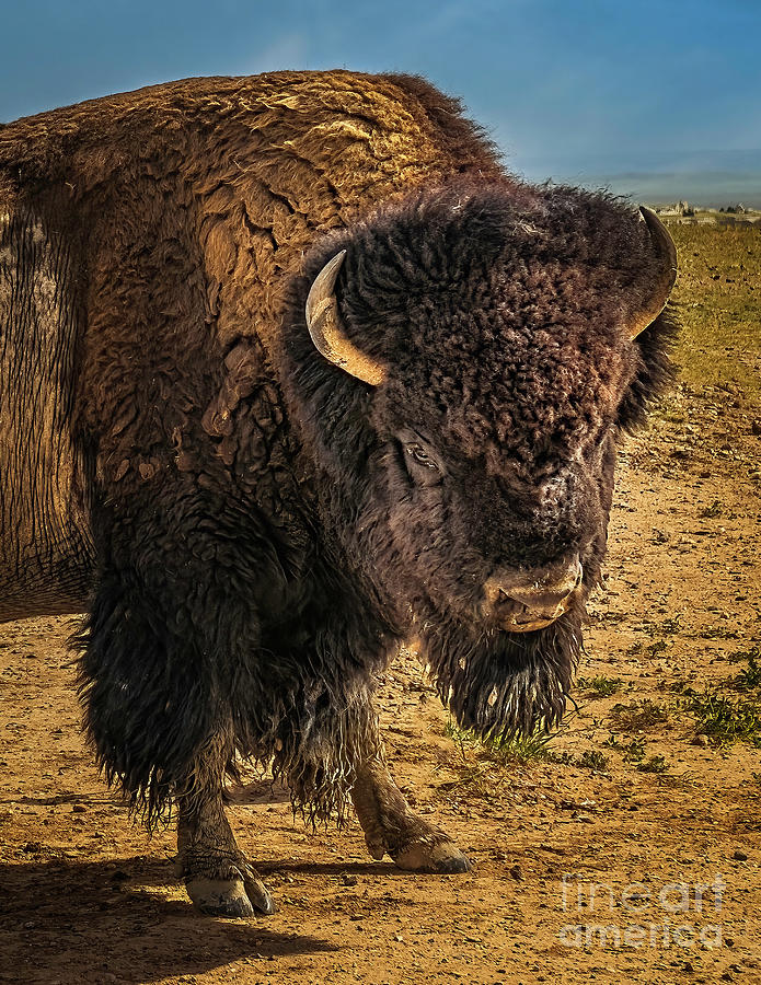 Badlands Bison Photograph by Nick Zelinsky Jr