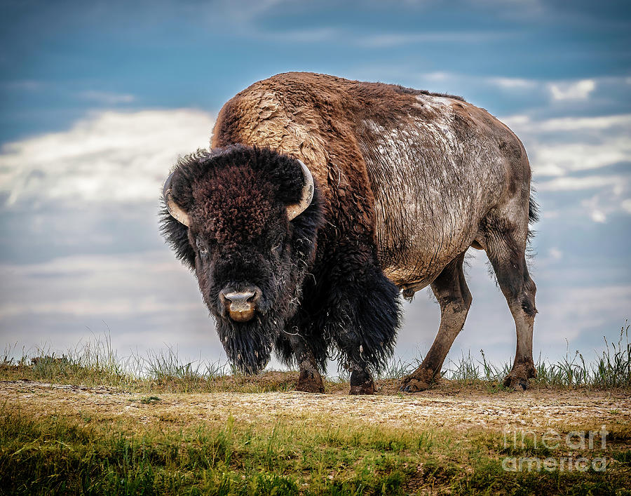 Badlands Bison - South Dakota Photograph by Nick Zelinsky Jr