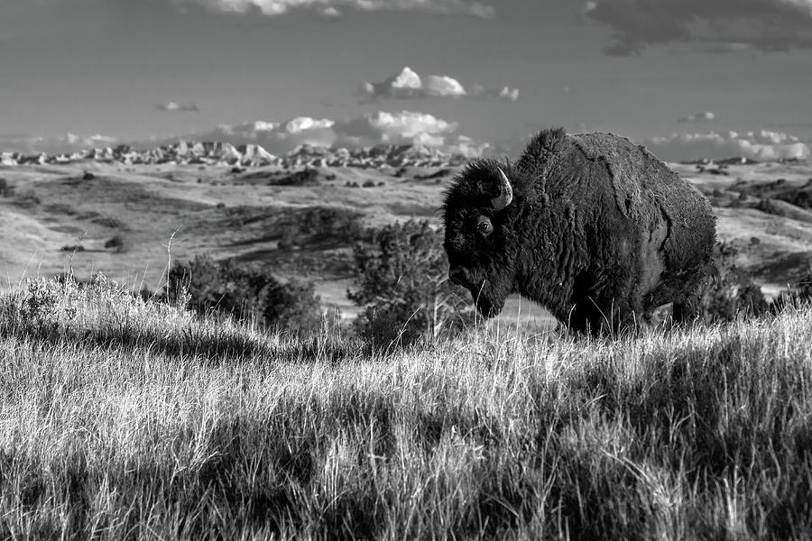 Badlands Bull Bison Photograph by Eric Albright