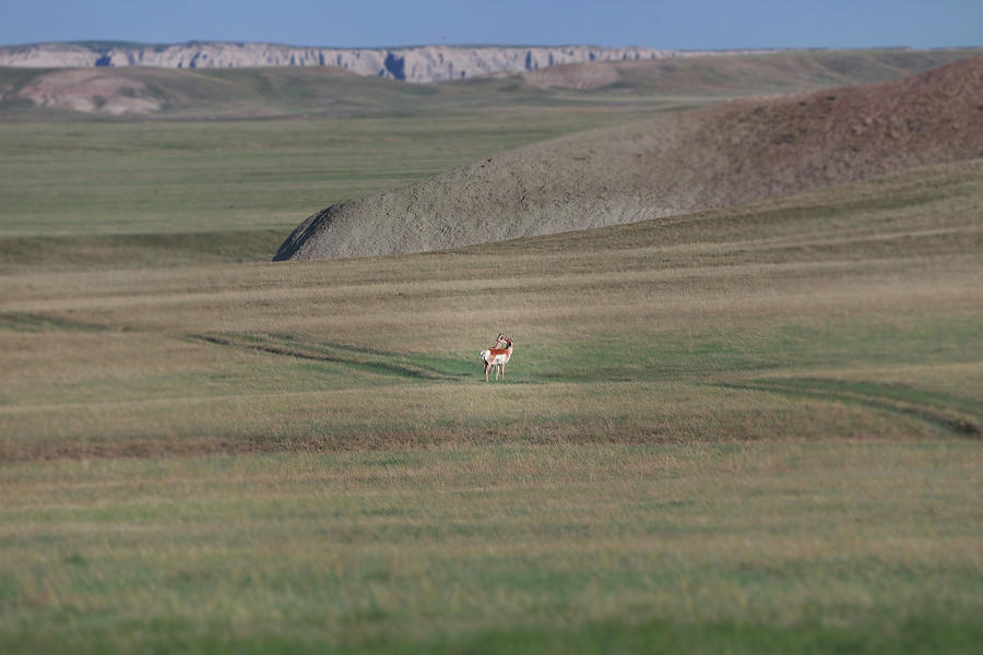 Badlands Pronghorn And Landscape Photograph by Dan Sproul