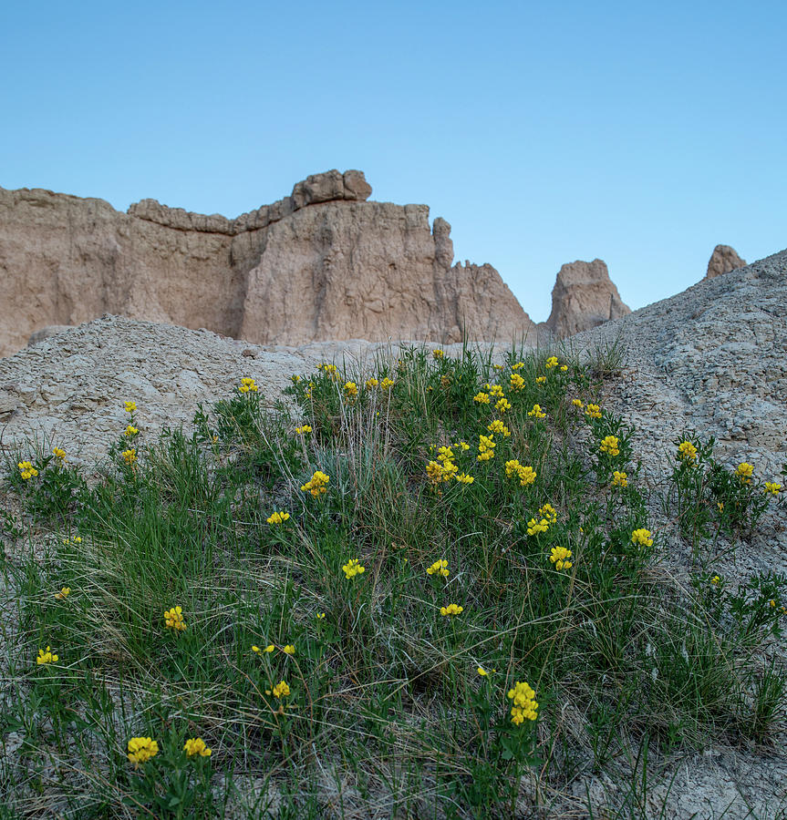 Badlands Wildflowers Photograph by Dan Sproul