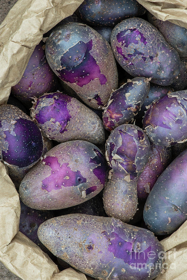 Bag of Shetland Black Potatoes Photograph by Tim Gainey