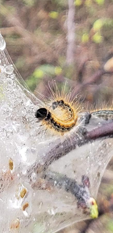 Bag Worms Photograph by Karla Hall - Fine Art America