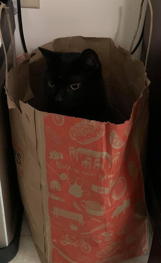 Bagged Cat Photograph by Brenda Sherwood - Fine Art America