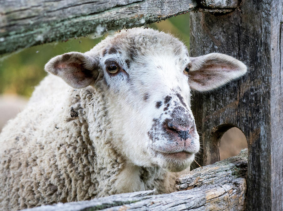 Bah Bah White Sheep Photograph by Melinda Dreyer