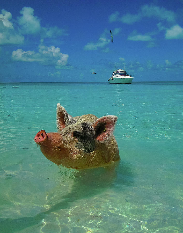 Exhuma Pig Photograph by Jeanne Jackson