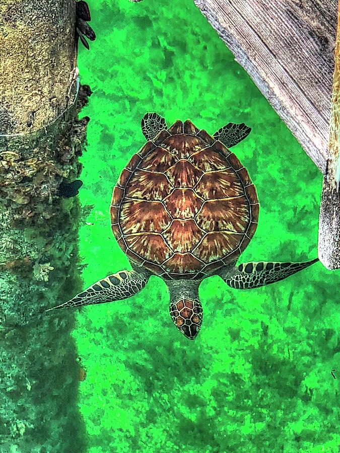 Bahama Sea Turtle Photograph by Donna Kennedy