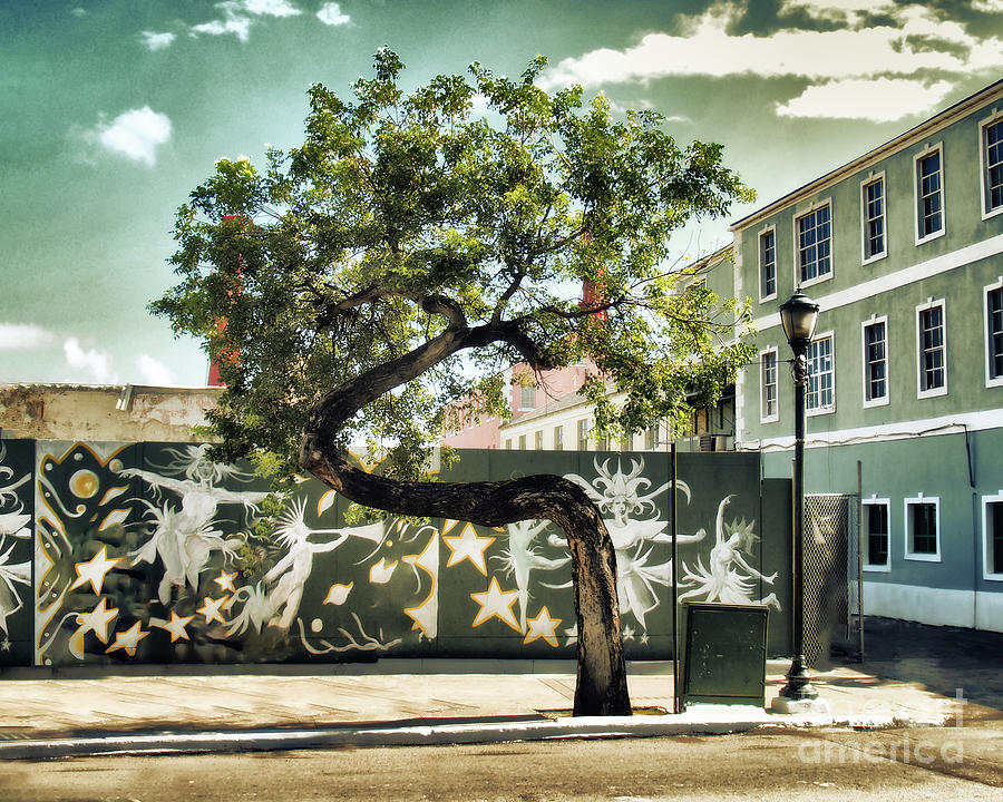 Bahamanian Tree Digital Art by Anthony Ellis