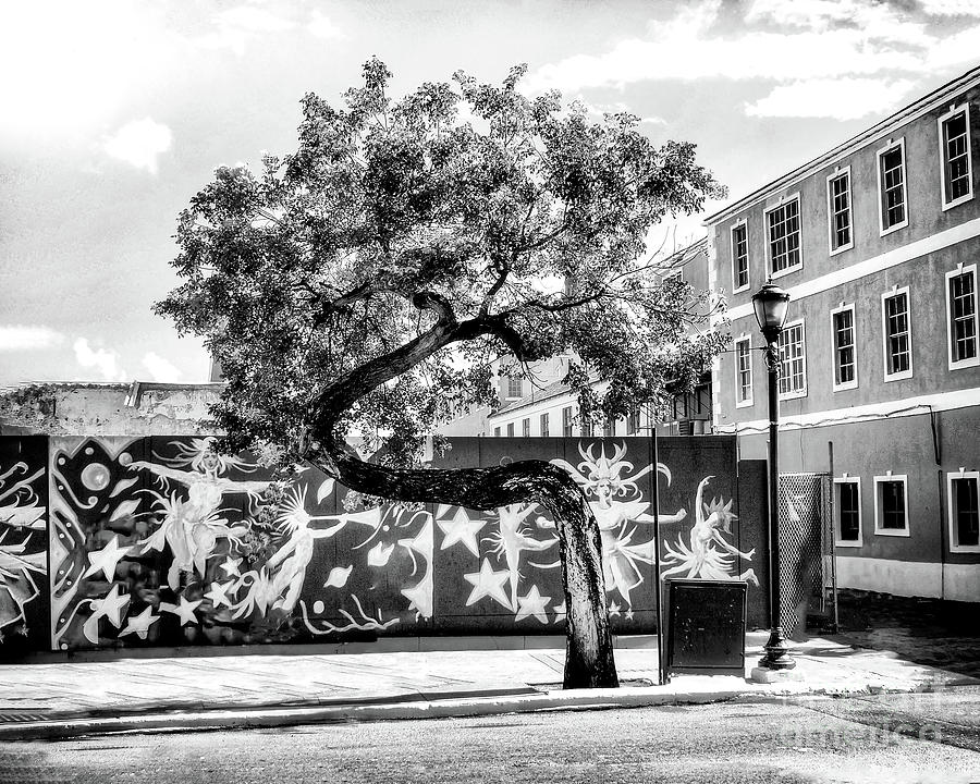 Bahamanian Tree - Black And White Digital Art by Anthony Ellis