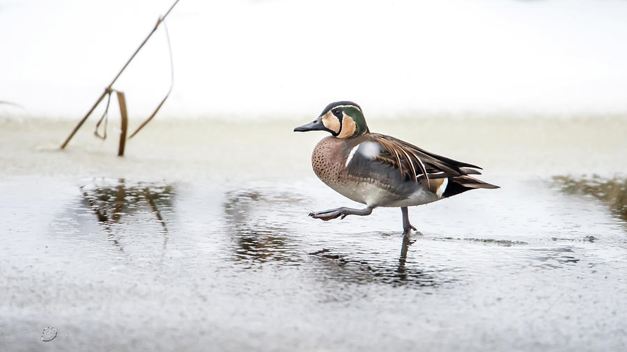 Baikal Teal, the beautiful and rare visitor in Sweden, walks wit Photograph by Torbjorn Swenelius