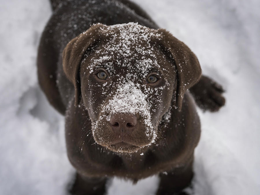 Baker, In Portrait Photograph By Paul Baechtold - Fine Art America