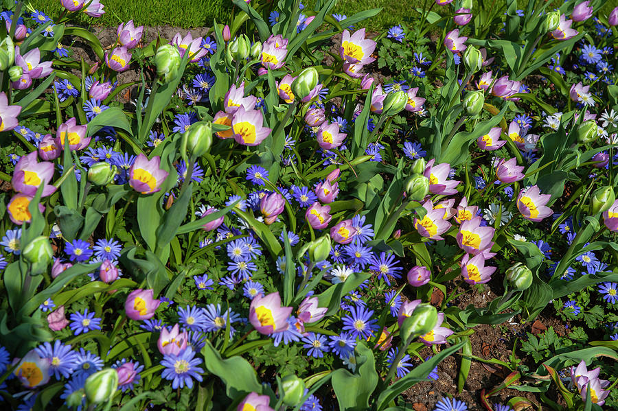 Bakeri Lilac Wonder Tulip and Anemone Blanda Blue Shades Photograph by Jenny Rainbow