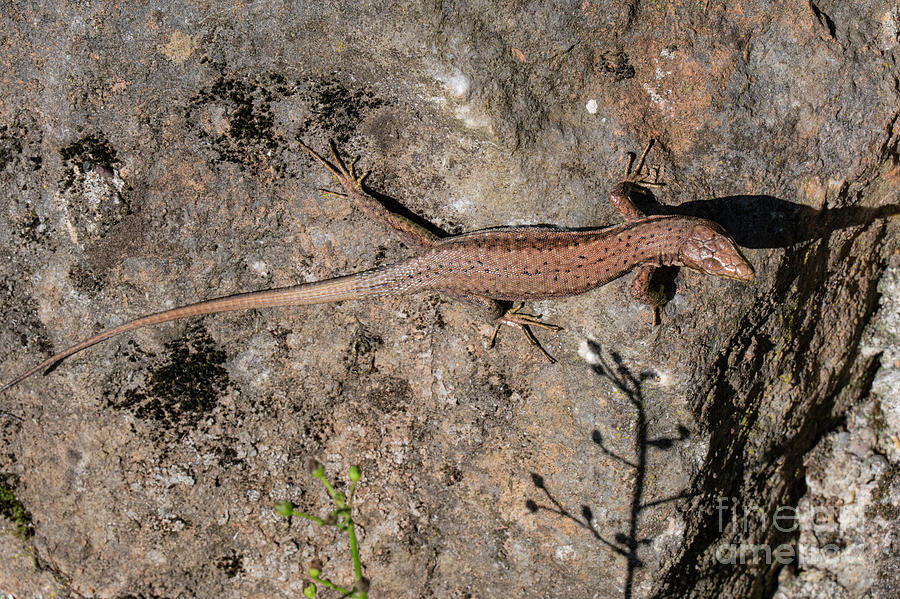 Balabon Village Rock Lizard Photograph by Bob Phillips