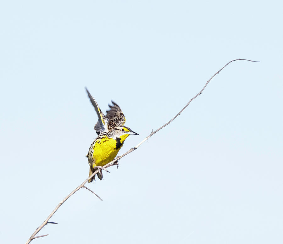 Balance Beam Bird Photograph by Fran Gallogly