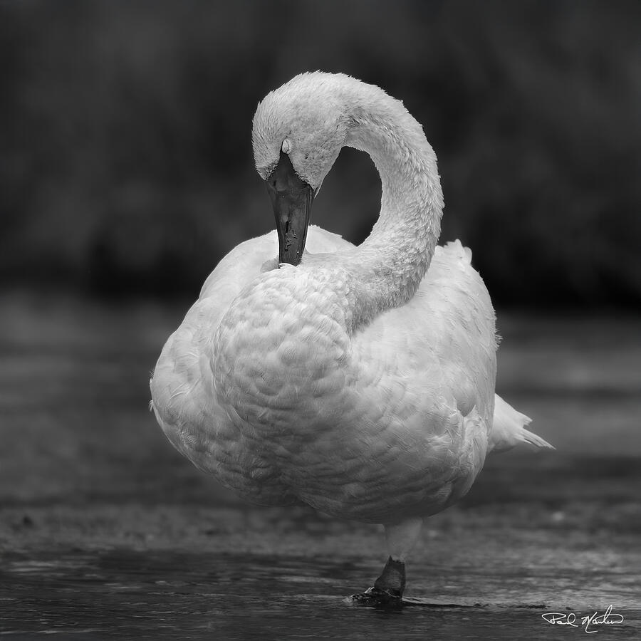 Balance. Photograph by Paul Martin