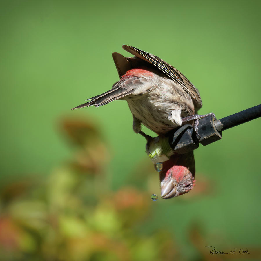 Finch Photograph - Balancing Act by Bellesouth Studio