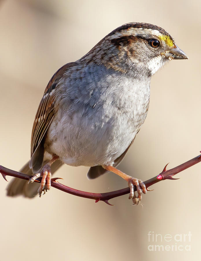 Sparrow Balancing Act Photograph by Chris Scroggins